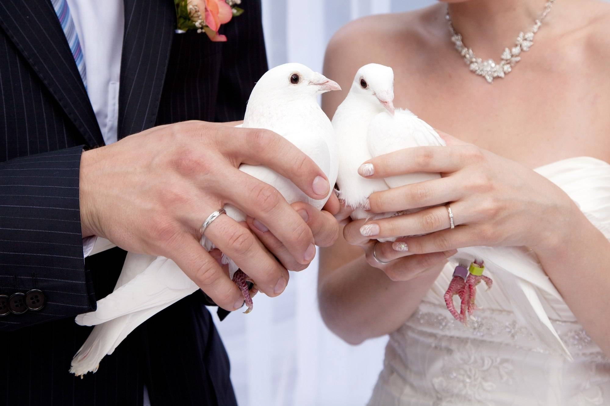 Выпуск голубей на свадьбу для молодожен: советы и значение