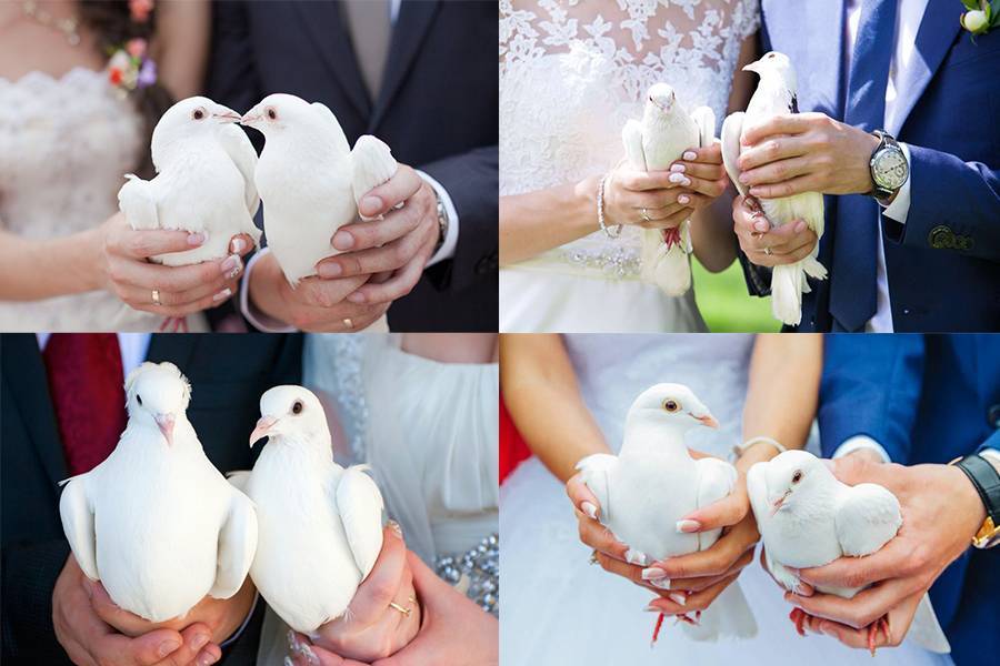 Голуби на свадьбу: традиции, приметы, запуск свадебных голубей