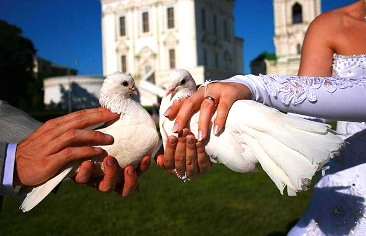 Свадебный ресурс :: статьи :: для чего на свадьбе выпускают голубей