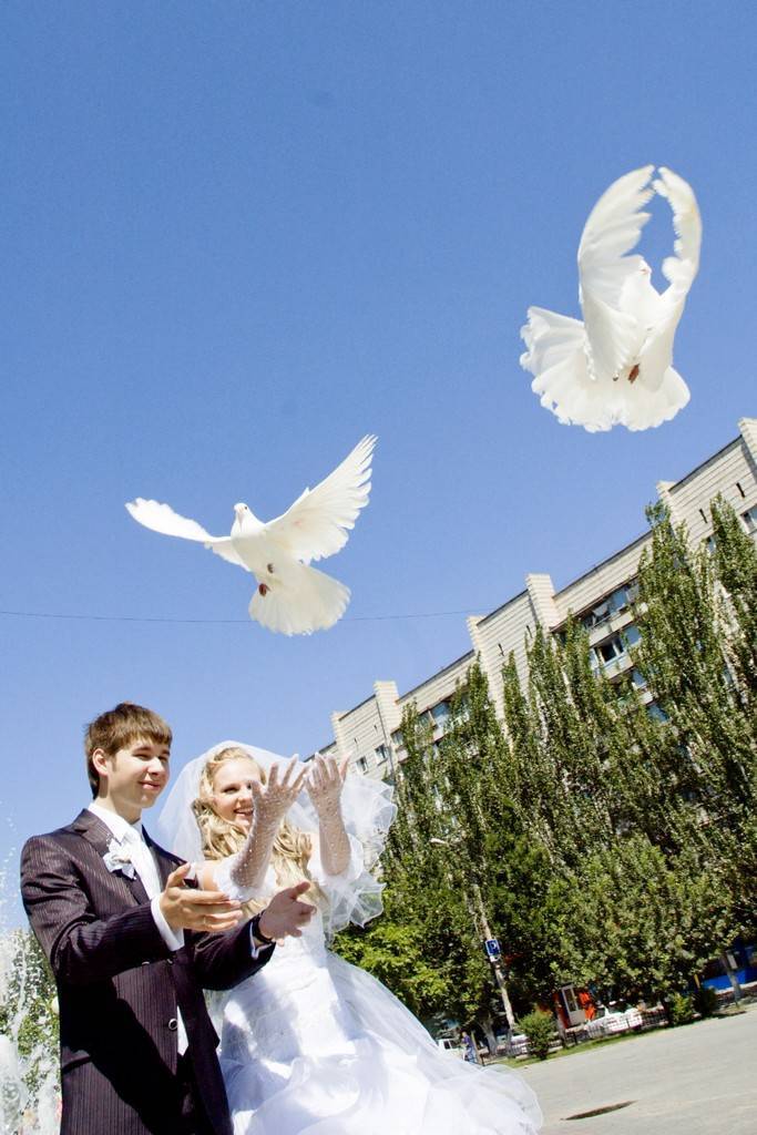 Выпускание голубей на свадьбе: красивое действо или древняя традиция